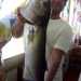 Un pesce serra